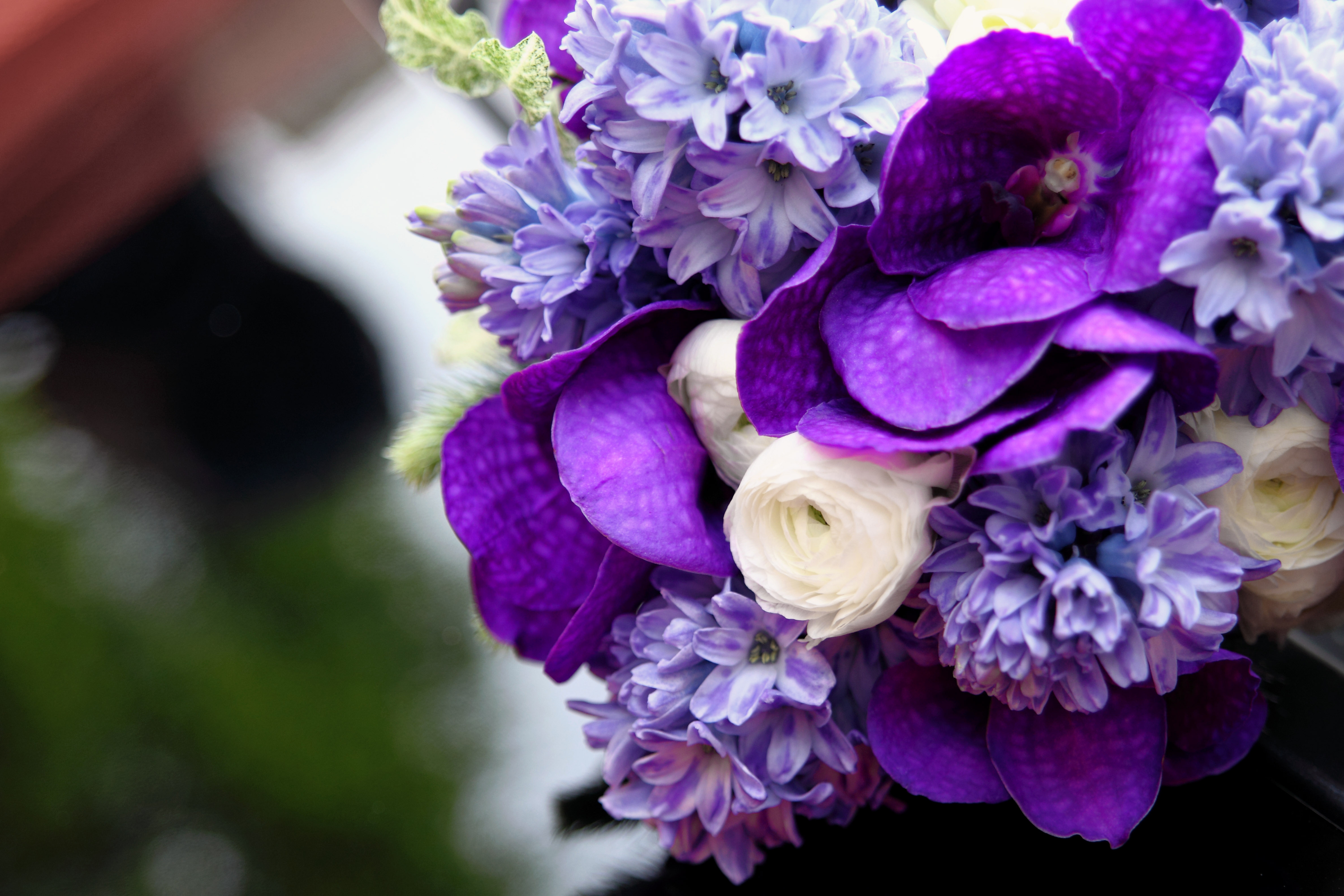 бело-фиолетовые цветы без смс